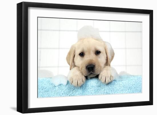 Labrador Retriever Puppy with in Bath with Soap Bubbles-null-Framed Photographic Print