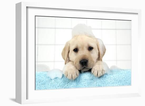 Labrador Retriever Puppy with in Bath with Soap Bubbles-null-Framed Photographic Print