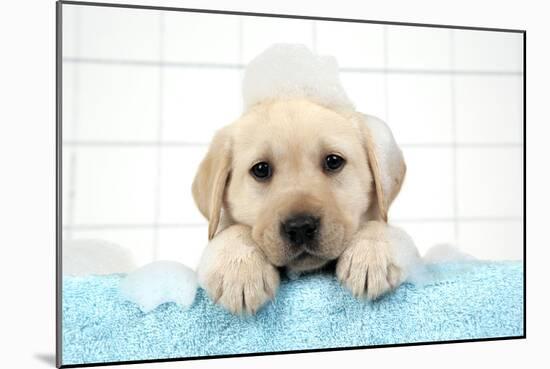 Labrador Retriever Puppy with in Bath with Soap Bubbles-null-Mounted Photographic Print
