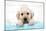 Labrador Retriever Puppy with in Bath with Soap Bubbles-null-Mounted Photographic Print