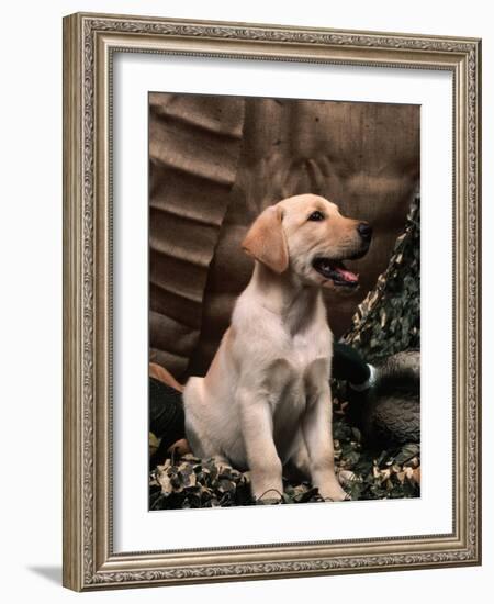 Labrador Retriever Puppy-Joe McDonald-Framed Photographic Print