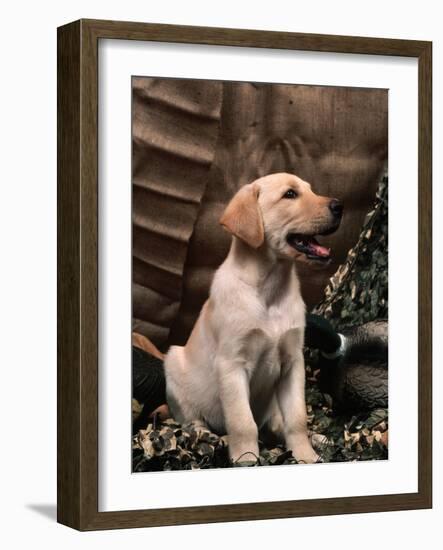 Labrador Retriever Puppy-Joe McDonald-Framed Photographic Print