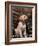 Labrador Retriever Puppy-Joe McDonald-Framed Photographic Print