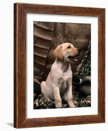 Labrador Retriever Puppy-Joe McDonald-Framed Photographic Print