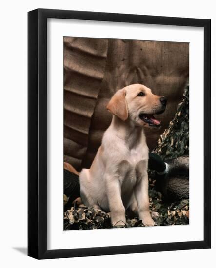 Labrador Retriever Puppy-Joe McDonald-Framed Photographic Print