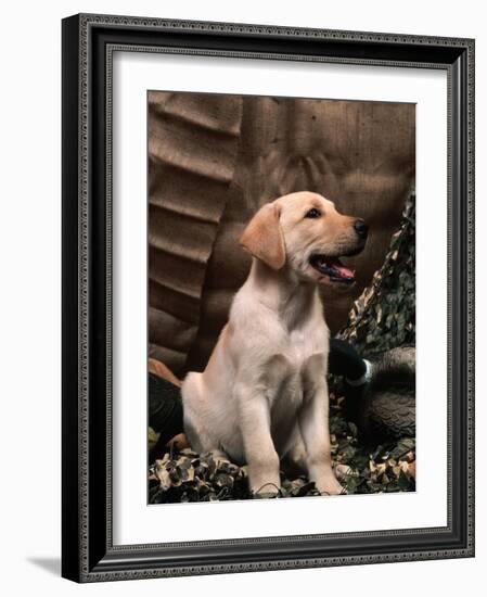 Labrador Retriever Puppy-Joe McDonald-Framed Photographic Print