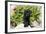 Labrador Retriever Puppy-null-Framed Photographic Print