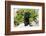 Labrador Retriever Puppy-null-Framed Photographic Print