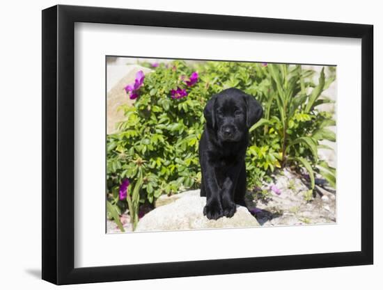 Labrador Retriever Puppy-null-Framed Photographic Print