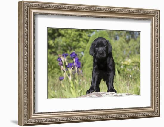 Labrador Retriever Puppy-null-Framed Photographic Print