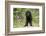 Labrador Retriever Puppy-null-Framed Photographic Print