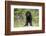 Labrador Retriever Puppy-null-Framed Photographic Print