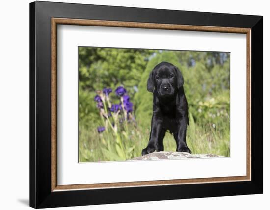 Labrador Retriever Puppy-null-Framed Photographic Print