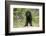 Labrador Retriever Puppy-null-Framed Photographic Print