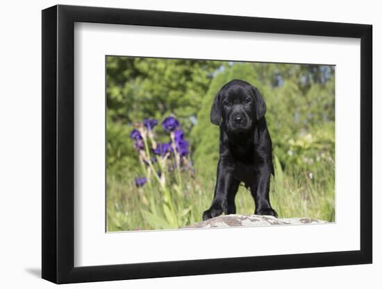 Labrador Retriever Puppy-null-Framed Photographic Print