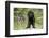 Labrador Retriever Puppy-null-Framed Photographic Print