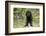 Labrador Retriever Puppy-null-Framed Photographic Print