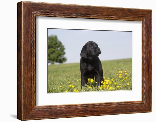 Labrador Retriever Puppy-null-Framed Photographic Print