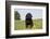 Labrador Retriever Puppy-null-Framed Photographic Print