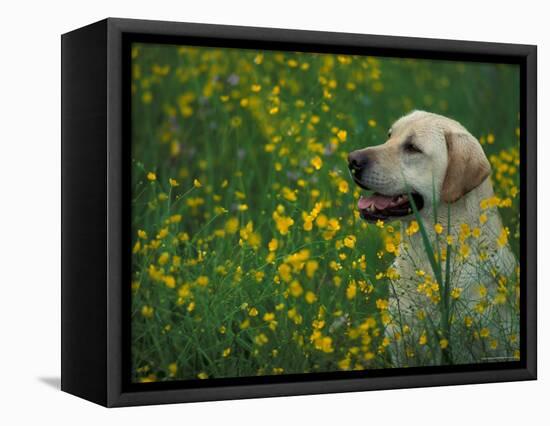 Labrador Retriever Sitting Among Flowers-Adriano Bacchella-Framed Premier Image Canvas