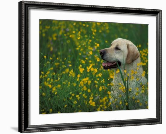 Labrador Retriever Sitting Among Flowers-Adriano Bacchella-Framed Photographic Print