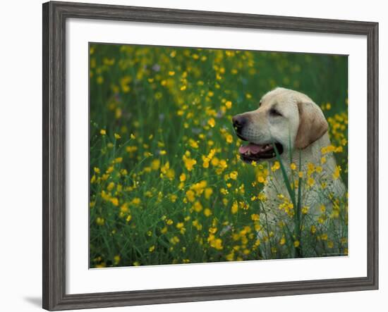 Labrador Retriever Sitting Among Flowers-Adriano Bacchella-Framed Photographic Print