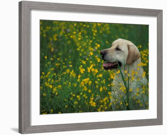 Labrador Retriever Sitting Among Flowers-Adriano Bacchella-Framed Photographic Print