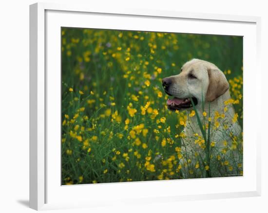 Labrador Retriever Sitting Among Flowers-Adriano Bacchella-Framed Photographic Print