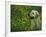 Labrador Retriever Sitting Among Flowers-Adriano Bacchella-Framed Photographic Print