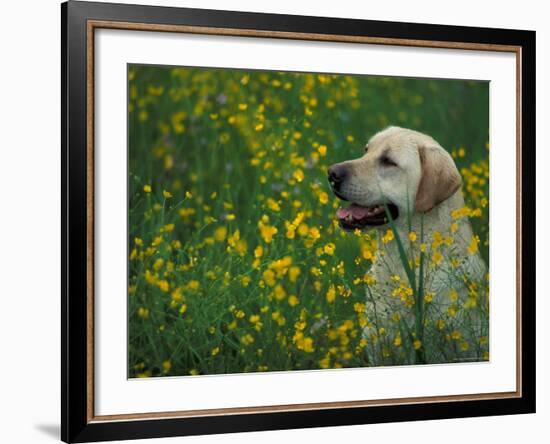 Labrador Retriever Sitting Among Flowers-Adriano Bacchella-Framed Photographic Print