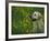 Labrador Retriever Sitting Among Flowers-Adriano Bacchella-Framed Photographic Print