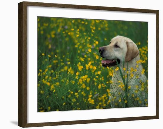 Labrador Retriever Sitting Among Flowers-Adriano Bacchella-Framed Photographic Print