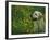 Labrador Retriever Sitting Among Flowers-Adriano Bacchella-Framed Photographic Print