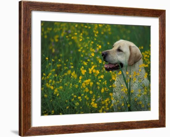 Labrador Retriever Sitting Among Flowers-Adriano Bacchella-Framed Photographic Print