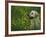 Labrador Retriever Sitting Among Flowers-Adriano Bacchella-Framed Photographic Print