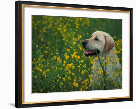 Labrador Retriever Sitting Among Flowers-Adriano Bacchella-Framed Photographic Print