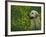 Labrador Retriever Sitting Among Flowers-Adriano Bacchella-Framed Photographic Print