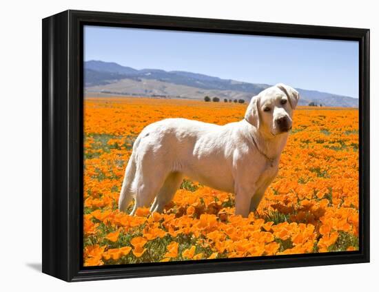 Labrador Retriever Standing in a Field of Poppies in Antelope Valley, California, USA-Zandria Muench Beraldo-Framed Premier Image Canvas