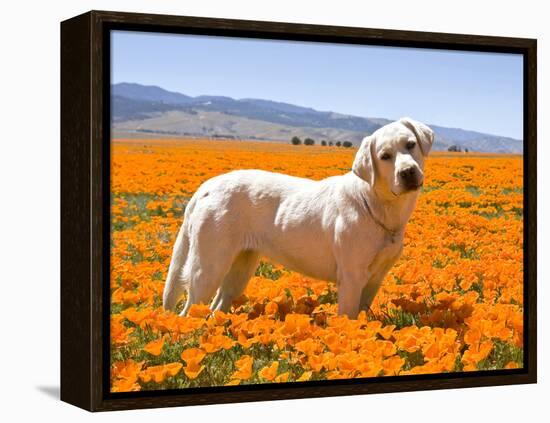 Labrador Retriever Standing in a Field of Poppies in Antelope Valley, California, USA-Zandria Muench Beraldo-Framed Premier Image Canvas