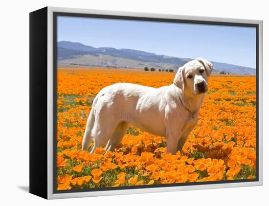 Labrador Retriever Standing in a Field of Poppies in Antelope Valley, California, USA-Zandria Muench Beraldo-Framed Premier Image Canvas