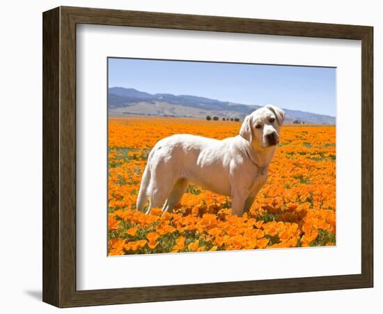 Labrador Retriever Standing in a Field of Poppies in Antelope Valley, California, USA-Zandria Muench Beraldo-Framed Photographic Print