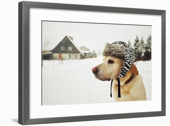 Labrador Retriever with Cap on His Head in Winter-Jaromir Chalabala-Framed Photographic Print