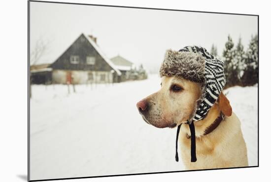 Labrador Retriever with Cap on His Head in Winter-Jaromir Chalabala-Mounted Photographic Print