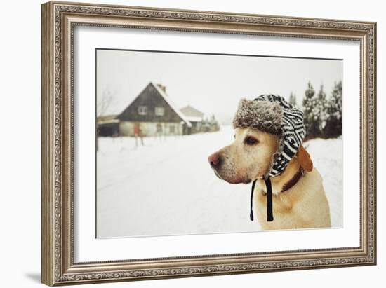 Labrador Retriever with Cap on His Head in Winter-Jaromir Chalabala-Framed Photographic Print