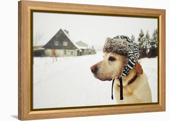 Labrador Retriever with Cap on His Head in Winter-Jaromir Chalabala-Framed Premier Image Canvas