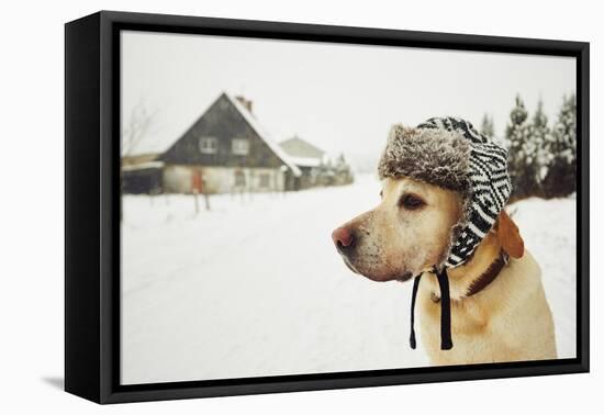 Labrador Retriever with Cap on His Head in Winter-Jaromir Chalabala-Framed Premier Image Canvas