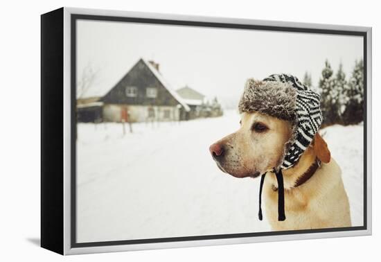 Labrador Retriever with Cap on His Head in Winter-Jaromir Chalabala-Framed Premier Image Canvas