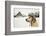 Labrador Retriever with Cap on His Head in Winter-Jaromir Chalabala-Framed Photographic Print