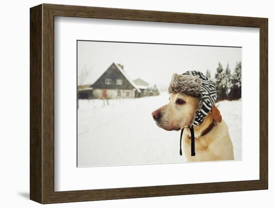 Labrador Retriever with Cap on His Head in Winter-Jaromir Chalabala-Framed Photographic Print