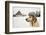 Labrador Retriever with Cap on His Head in Winter-Jaromir Chalabala-Framed Photographic Print